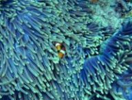 Les coraux sont essentiels à l'écosystème marin, ils jouent un rôle crucial pour de nombreuses espèces. // Source : Pixabay