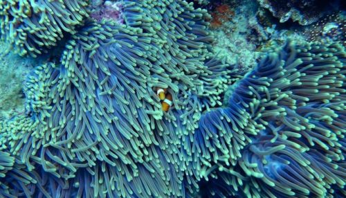 Les coraux sont essentiels à l'écosystème marin, ils jouent un rôle crucial pour de nombreuses espèces. // Source : Pixabay