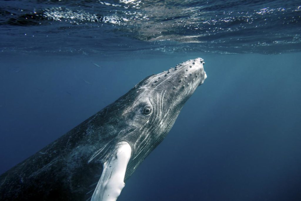 Une baleine à bosse. // Source : Flickr/CC/Christopher Michel