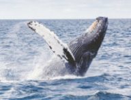 Une baleine à bosse. // Source : Pixabay (photo recadrée)