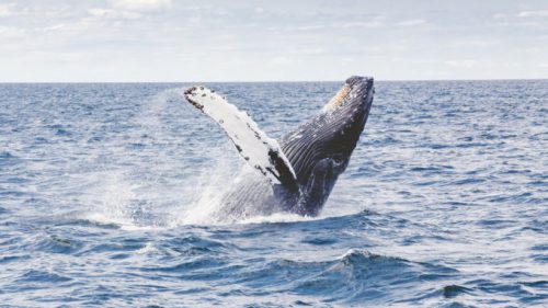 Une baleine à bosse. // Source : Pixabay (photo recadrée)