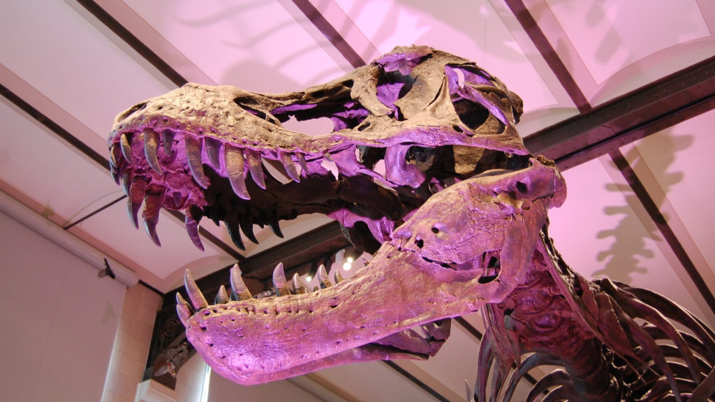Un squelette de dinosaure. // Source : Pxhere/CC0 Domaine public (photo recadrée)