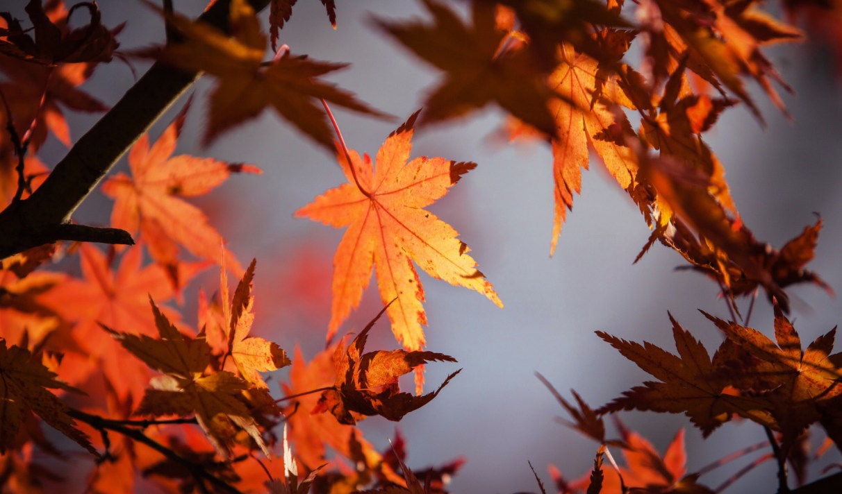 Pourquoi L Equinoxe D Automne Tombe T Il Le 22 Septembre Cette Annee