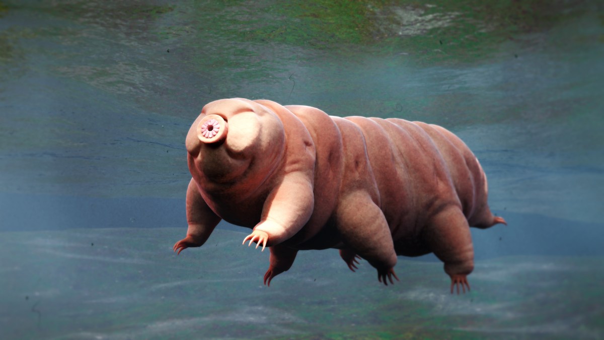 Un tardigrade // Source :  iStock/dottedhippo/université de San Diego