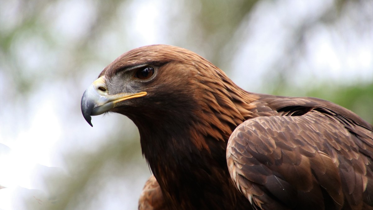 Un aigle. // Source : Pixaba (photo recadrée)