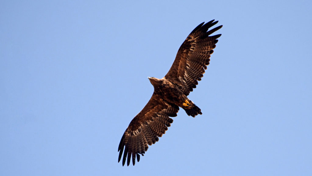 Un aigle des steppes. // Source : Wikimedia/CC/PJeganathan (photo recadrée)