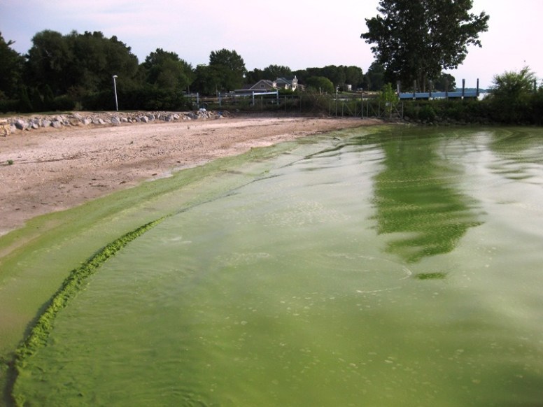 Une trop haute concentration en algues peut causer des graves dégâts sur la santé humaine, ce qui a un impact notamment sur les communautés littorales. // Source : Nasa
