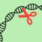 La méthode CRISPR s'apparente à un « ciseau génétique ». // Source : SVG SILH/CC0, Pixabay (montage Numerama)