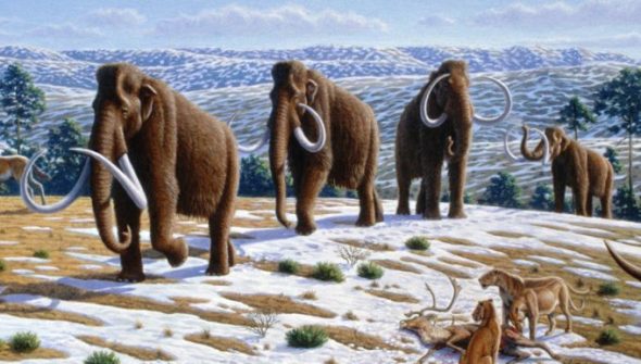 Les mammouths laineux ont commencé à disparaître il y a entre 15 000 et 12 000 ans avant notre ère. // Source : Mauricio Antón