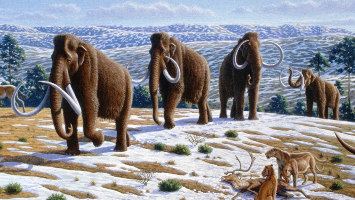 Les mammouths laineux ont commencé à disparaître il y a entre 15 000 et 12 000 ans avant notre ère. // Source : Mauricio Antón