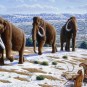 Les mammouths laineux ont commencé à disparaître il y a entre 15 000 et 12 000 ans avant notre ère. // Source : Mauricio Antón