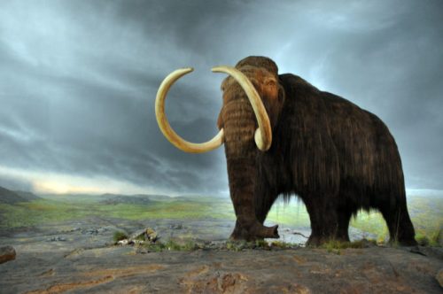 Les mammouths laineux ont commencé à disparaître il y a entre 15 000 et 12 000 ans avant notre ère. // Source : Flying Puffin