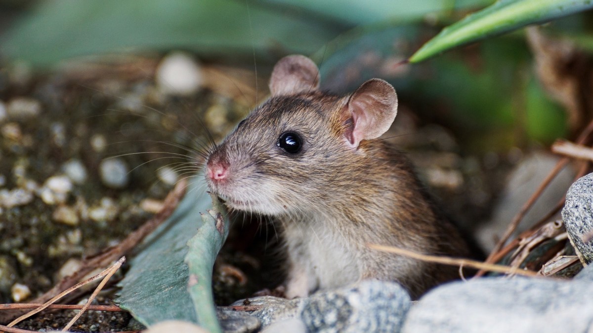 Une souris // Source : Pixabay/suju