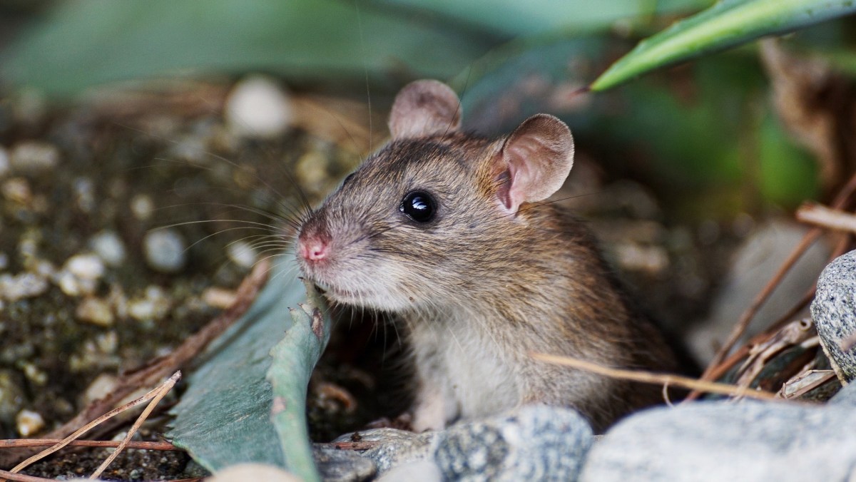 Une souris // Source : Pixabay/suju