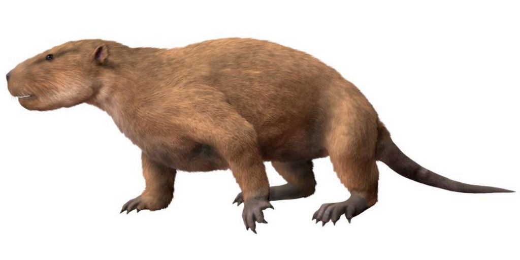 Voici Taeniolabis taoensis, l'un des gros mammifères que l'on pouvait retrouver 700 000 ans après l'extinction des dinosaures. // Source : Nobu Tamura