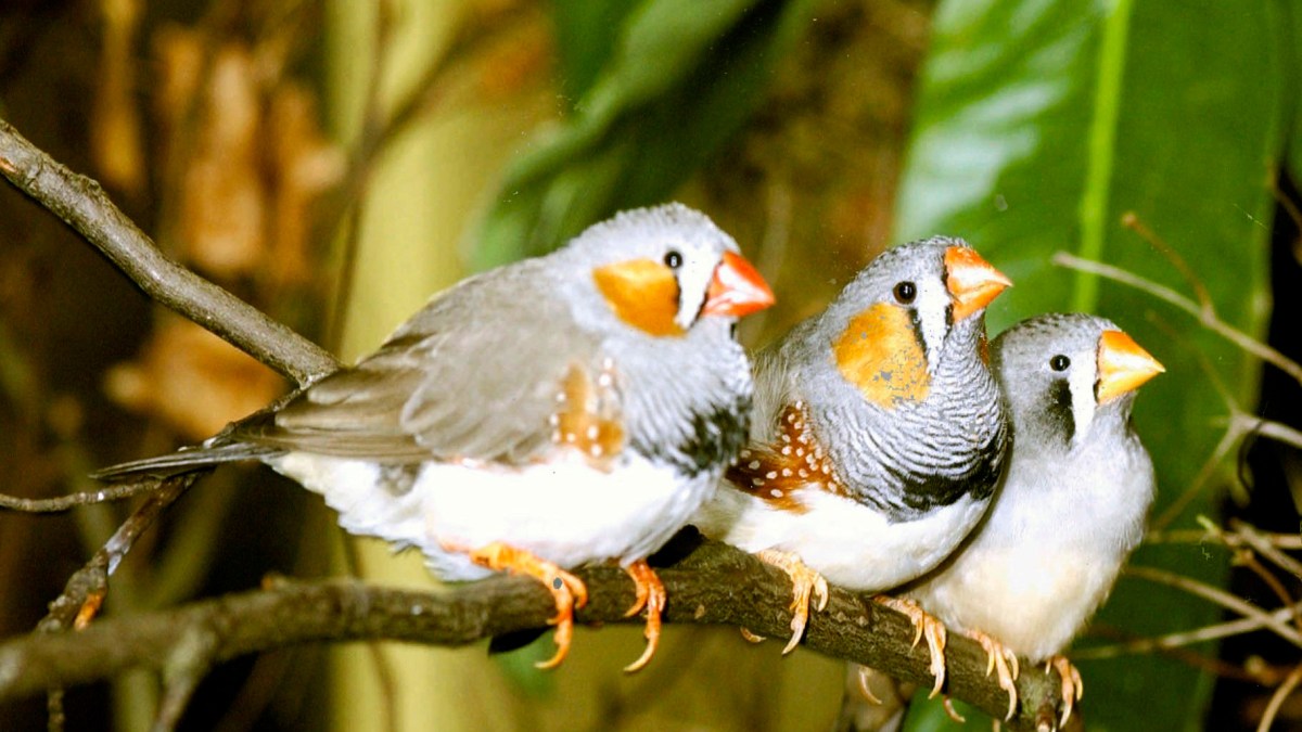 PLoS Biology 