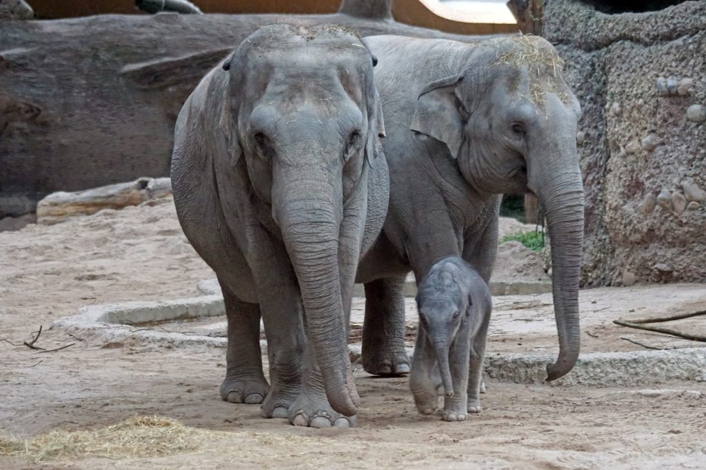 La population de l'éléphant d'Asie est en baisse : selon WWF, il n'occupe aujourd'hui plus que 15 % de son habitat d'origine. // Source : Pixabay