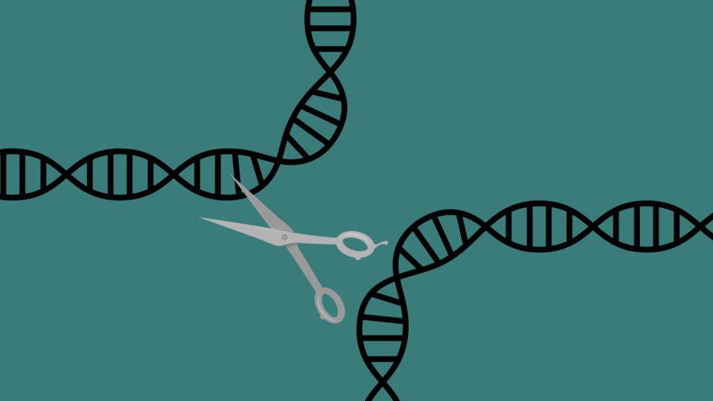 Le ciseau génétique. // Source : Pixabay, montage Numerama