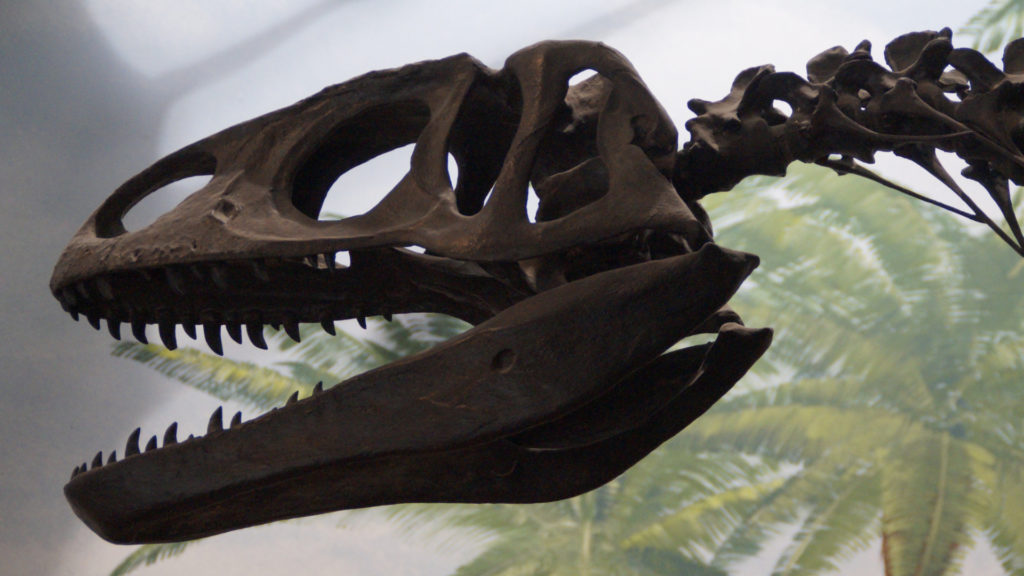 dinosaure squelette fossile
