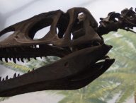 La découverte de nouveaux dinosaures attendra la régulation de la pandémie. // Source : Pxhere/CC0 Domaine public (photo recadrée)