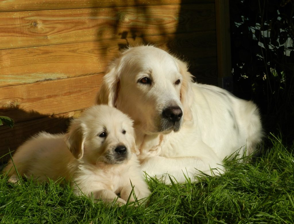 L'étude a été menée sur des labradors et, à partir des corrélations dans l'horloge épigénétique, les chercheurs ont établi une formule. // Source : Pixabay