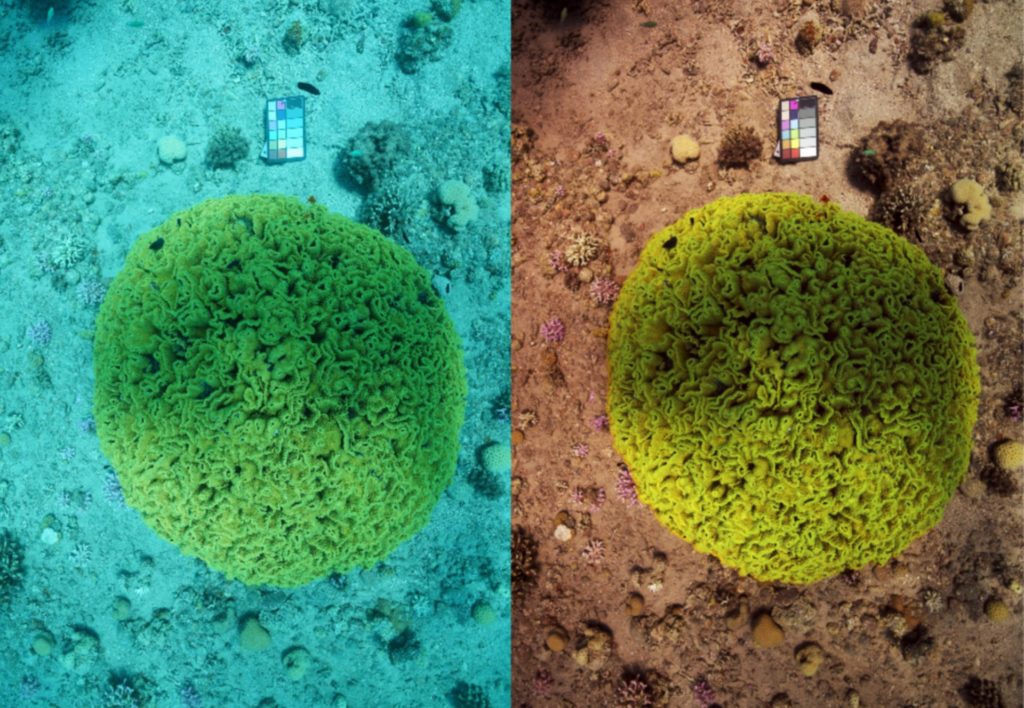 Avant / après le traitement Sea-thru, en présence d'une palette de couleurs. // Source : Derya Akkaynak Avant / après le traitement Sea-thru, en présence d'une palette de couleurs. // Source : Derya Akkaynak