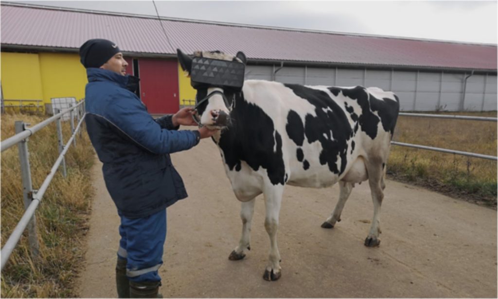 Les casques VR pour les vaches sont destinés à les rendre plus heureuses. // Source :  Ministry of Agriculture and Food of the Moscow Region