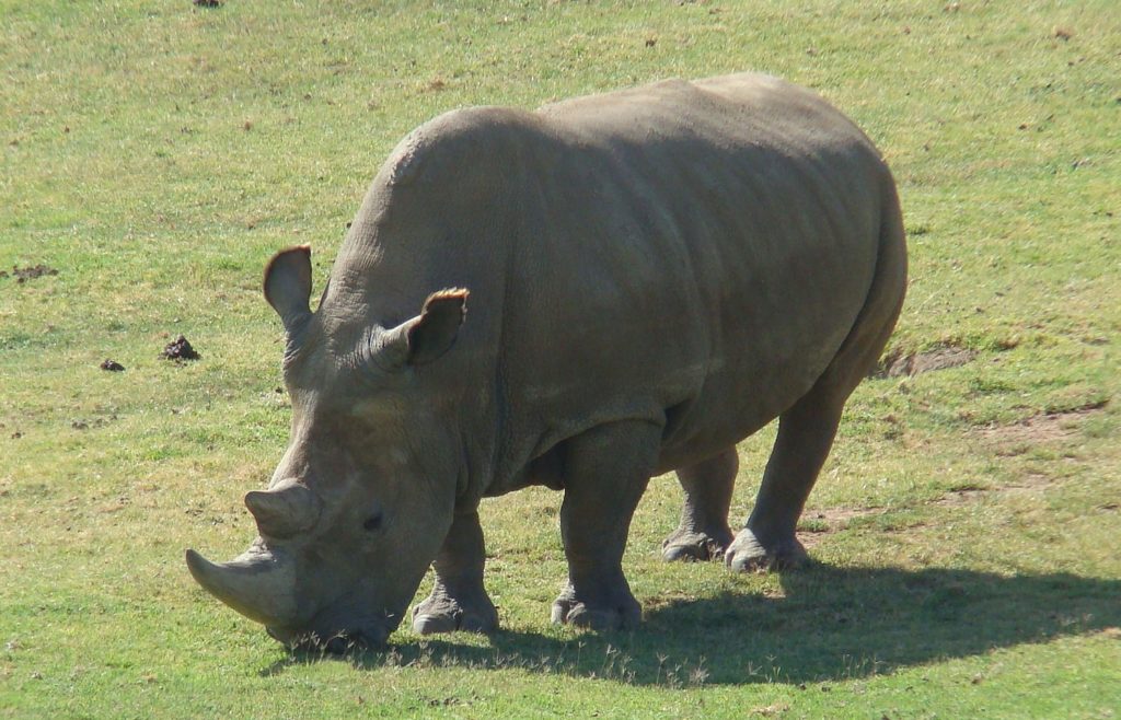 Le dernier mâle des rhinocéros blancs du Nord, en Afrique, est mort en 2018. // Source : Sheep81
