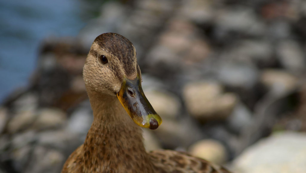 canard canne oiseau