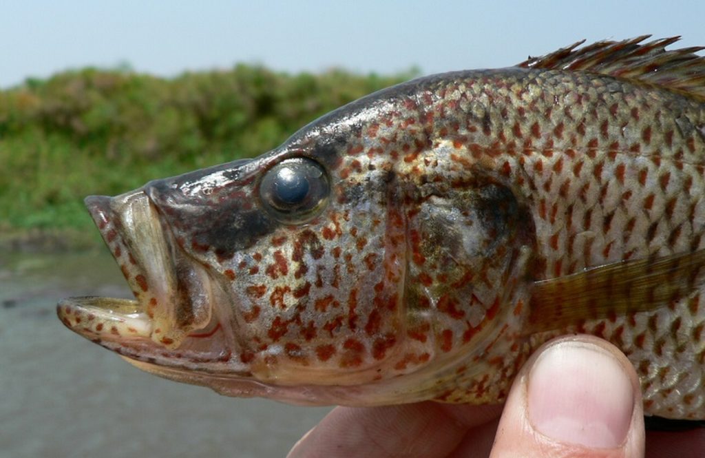 L'une des espèces issues de la famille des poissons cichlidés. // Source : Ole Seehausen