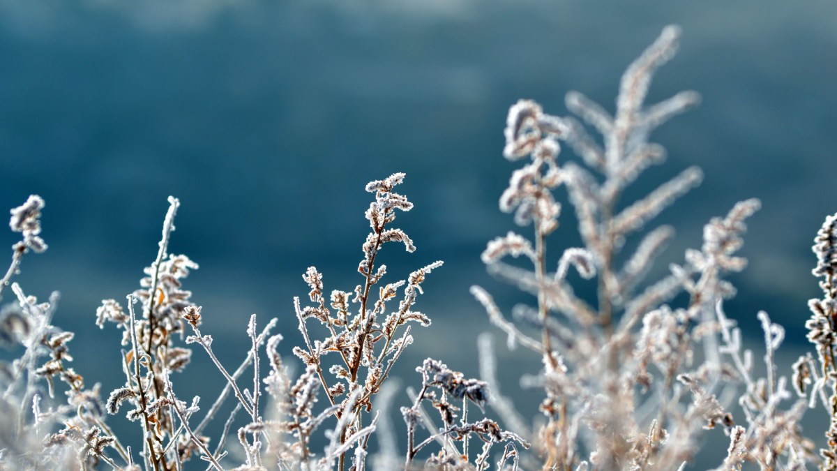 C'est l'hiver. // Source : Pexels/Hunter Harmon (photo recadrée)