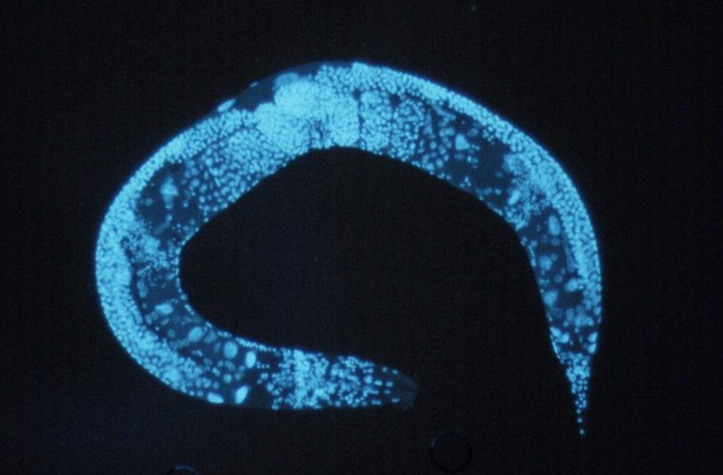 Image au microscope du ver Caenorhabditis elegansn, des vers « ronds ».