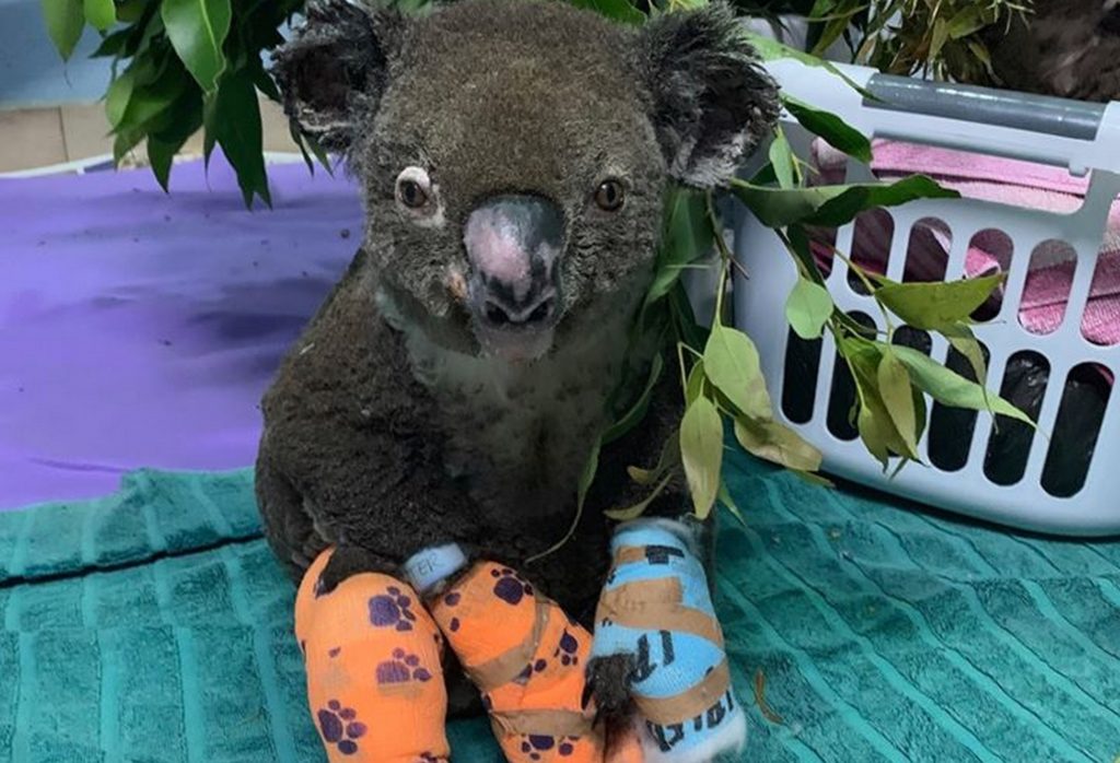 Un koala victime des feux et pris en charge par Koala Hospital Port Macquarie. // Source : Page Facebook de Koala Hospital Port Macquarie