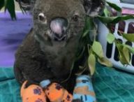 Un koala victime des feux et pris en charge par Koala Hospital Port Macquarie. // Source : Page Facebook de Koala Hospital Port Macquarie