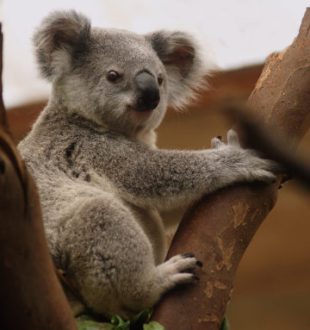 Un koala. // Source : Pixabay (photo recadrée)