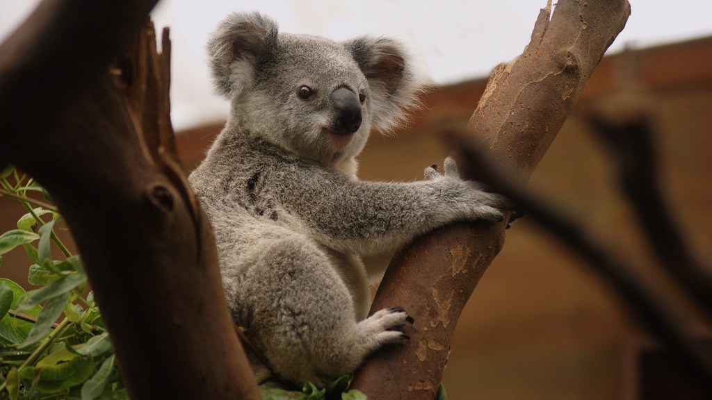 Un koala. // Source : Pixabay (photo recadrée)