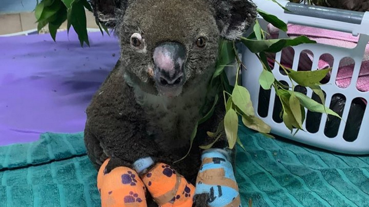 Un koala victime des feux et pris en charge par Koala Hospital Port Macquarie. // Source : Page Facebook de Koala Hospital Port Macquarie