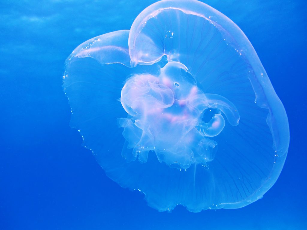 La méduse de l'espèce Aurelia aurita, ou méduse lune. // Source : Pixabay