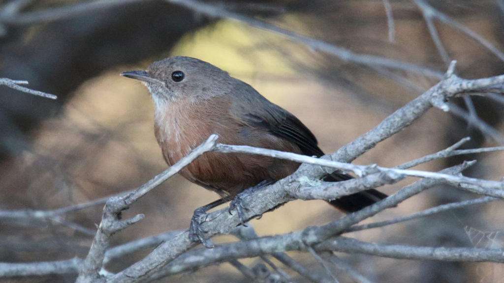 Un Origma des rochers, un oiseau qui vit en Nouvelle-Galle du Sud. // Source : Flickr/CC/Dominic Sherony (photo recadrée)