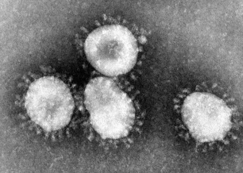 Image d'un coronavirus (ici celui qui provoque le Syndrome respiratoire aigu sévère). Le terme signifie « virus à couronne », car le virus est entouré d'une petit couronne de projections bulbeuses comme on peut le voir sur cette image au microscope. // Source : CDC 