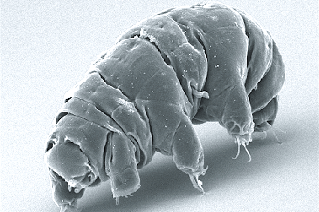 Les tardigrades font une taille microscopique. // Source : Schokraie E. et consorts