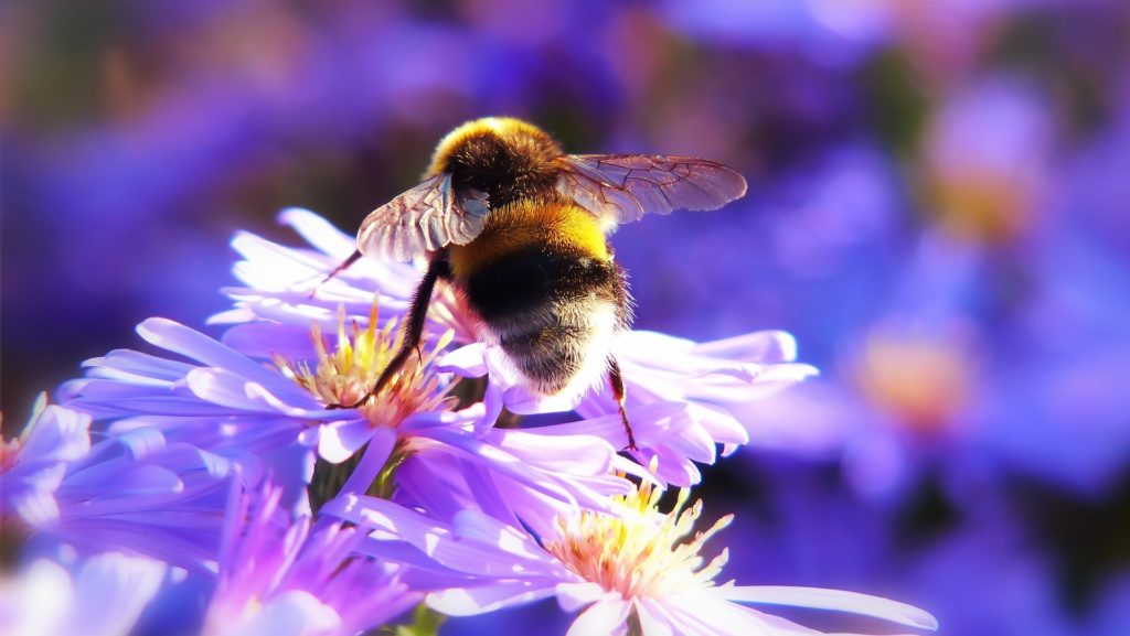 Les bourdons jouent un rôle essentiel dans la pollisation, comme les abeilles. // Source : Pixabay