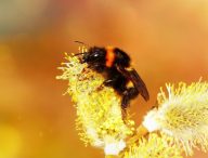Les bourdons jouent un rôle essentiel dans la pollisation, comme les abeilles. // Source : Pixabay
