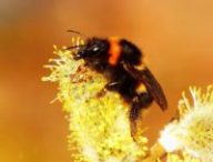 Les bourdons jouent un rôle essentiel dans la pollisation, comme les abeilles. // Source : Pixabay