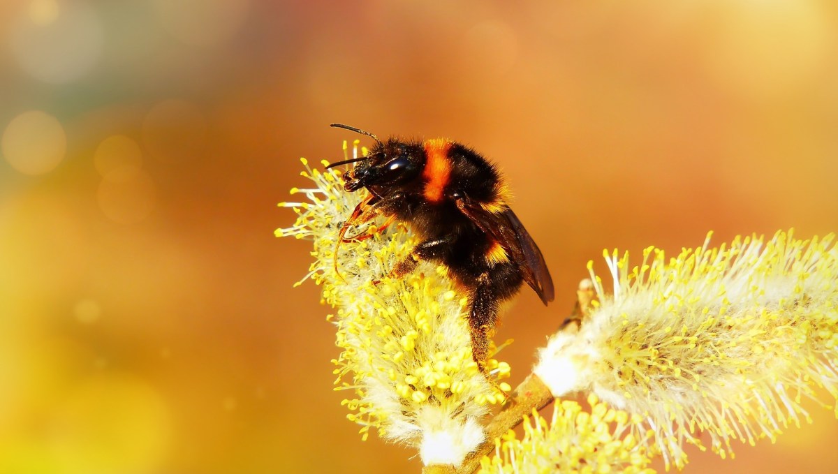 Les bourdons jouent un rôle essentiel dans la pollisation, comme les abeilles. // Source : Pixabay