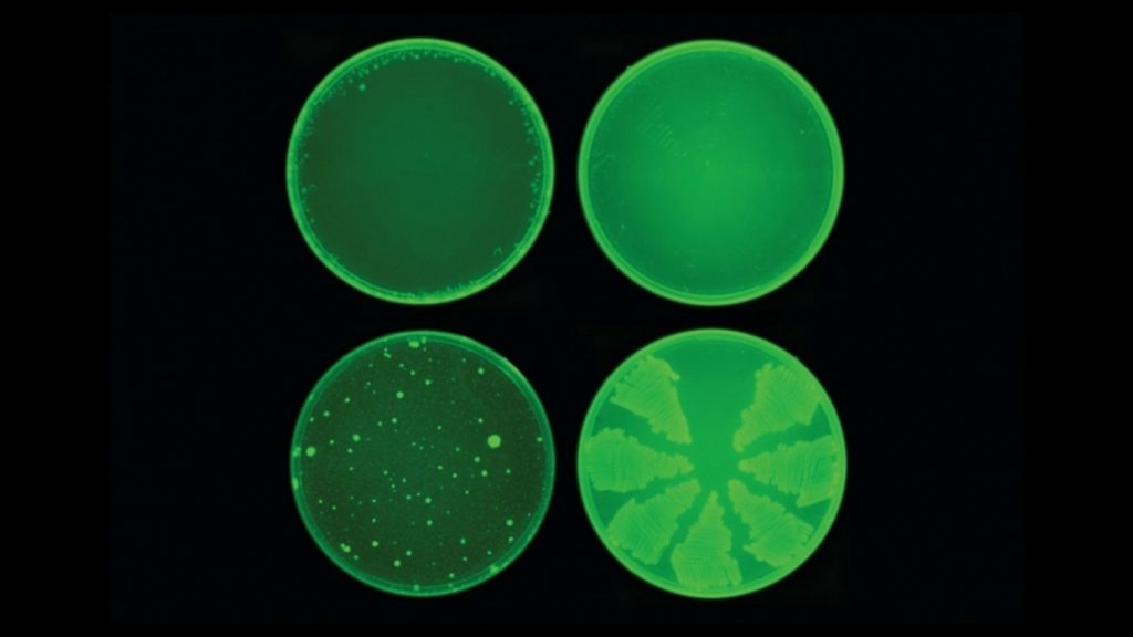 Voici à quoi ressemble le fameux antibiotique, au niveau de sa structure moléculaire. Les chercheurs l'ont surnommé halicin, en référence à Hal dans 2001 : L'Odyssé de l'Espace. // Source : Collins Lab / MIT