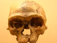 Smithsonian Natural History Museum / Ryan Somma / Crâne d'Homo sapiens à Jebel Irhoud