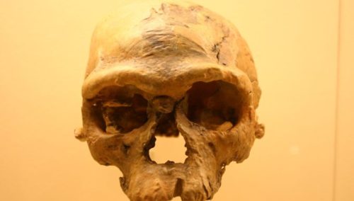 Smithsonian Natural History Museum / Ryan Somma / Crâne d'Homo sapiens à Jebel Irhoud