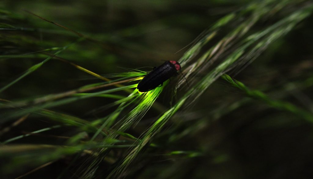 Il existe plus de 2 000 espèces de lucioles dans le monde. Sur cette photo, elle provient du Japon, où les lucioles sont portées au rang de « trésor national ». // Source : Flickr/CC/@yb_woodstock