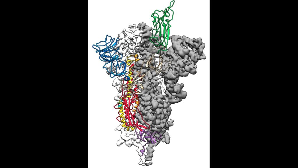 Carte 3D de la protéine du nouveau coronavirus, à l'échelle atomique (il s'agit donc de sa structure moléculaire). // Source : Jason McLellan/Univ. of Texas at Austin